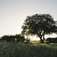 Buy canvas prints of Setting sun behind a remote tree. by Liam Grant