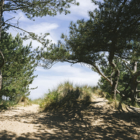 Buy canvas prints of Sunlit woodland beside the beach at Wells-next-the by Liam Grant