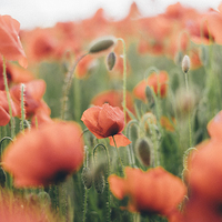 Buy canvas prints of Poppies growing wild. by Liam Grant