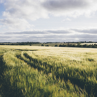 Buy canvas prints of Field of barley in evening light. by Liam Grant