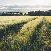 Buy canvas prints of Field of barley in evening light. by Liam Grant