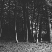 Buy canvas prints of Tree trunks on the edge of a dark deciduous woodla by Liam Grant