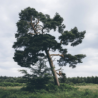 Buy canvas prints of Pine tree. by Liam Grant