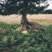 Buy canvas prints of Twisted roots. by Liam Grant