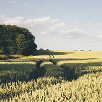 Buy canvas prints of Track through wheat field. by Liam Grant