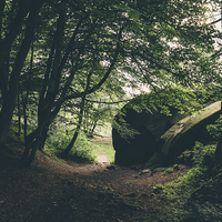 Buy canvas prints of Trees at Black Rocks, Derbyshire, UK. by Liam Grant