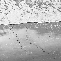 Buy canvas prints of Footprints in the sand. Tenby beach, Wales, UK. by Liam Grant