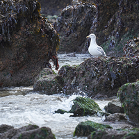 Buy canvas prints of Gull on the rocks at Tenby. Wales, UK. by Liam Grant