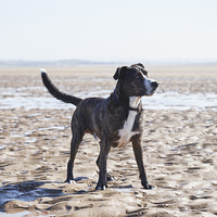 Buy canvas prints of Boxador (Labrador/Boxer cross) on a beach. Wales,  by Liam Grant