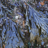 Buy canvas prints of Serrated Wrack (Fucus serratus) seaweed. Wales, UK by Liam Grant