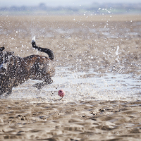 Buy canvas prints of Dog (Boxador) running after it's ball on the beach by Liam Grant