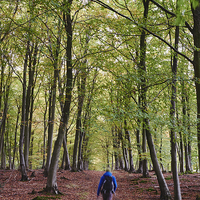 Buy canvas prints of Male walking his dog through autumnal woodland. No by Liam Grant