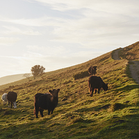 Buy canvas prints of Cattle grazing on mountainside. Derbyshire, UK. by Liam Grant