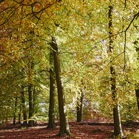 Buy canvas prints of Autumnal beech trees in a natural woodland. Norfol by Liam Grant