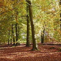 Buy canvas prints of Autumnal beech trees in a natural woodland. Norfol by Liam Grant