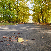 Buy canvas prints of Remote country road through Autumnal woodland. Nor by Liam Grant