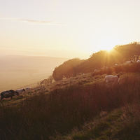 Buy canvas prints of Sheep grazing on hillside at sunset. Derbyshire, U by Liam Grant