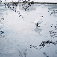 Buy canvas prints of Two swans on the surface of a frozen lake. Norfolk by Liam Grant