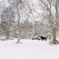 Buy canvas prints of Wild ponies in snow. Litcham Common, Norfolk, UK. by Liam Grant