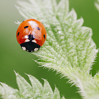 Buy canvas prints of Ladybird on a nettle leaf. Norfolk, UK. by Liam Grant