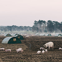 Buy canvas prints of Burning old straw bedding on a pig farm. Norfolk,  by Liam Grant