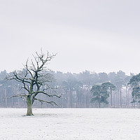 Buy canvas prints of Tree in a rural field covered in frost. Norfolk, U by Liam Grant
