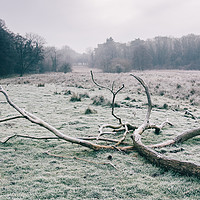 Buy canvas prints of Tree in a rural field covered in frost. Norfolk, U by Liam Grant