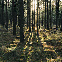 Buy canvas prints of Sunlight through a dense forest. Norfolk, UK. by Liam Grant