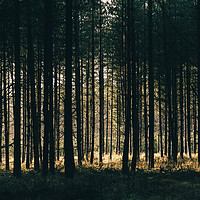 Buy canvas prints of Sunlight through a dense forest. Norfolk, UK. by Liam Grant