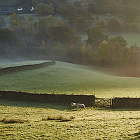 Buy canvas prints of Sheep in fog at sunrise. Troutbeck, Cumbria, UK. by Liam Grant