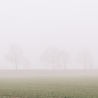 Buy canvas prints of Distant trees and field in fog. Norfolk, UK. by Liam Grant