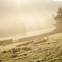 Buy canvas prints of Sheep in fog at sunrise. Troutbeck, Cumbria, UK. by Liam Grant