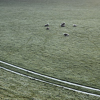 Buy canvas prints of Sheep on a cold dew covered morning. Cumbria, UK. by Liam Grant
