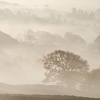 Buy canvas prints of Sheep and fog in the valley at sunrise. Troutbeck, by Liam Grant