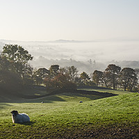Buy canvas prints of Sheep and fog in the valley at sunrise. Troutbeck, by Liam Grant