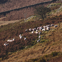 Buy canvas prints of Sheep on the hillside. Kirkstone, Cumbria, UK. by Liam Grant