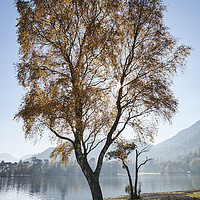 Buy canvas prints of Sunlight through autumnal tree. Ullswater, Cumbria by Liam Grant