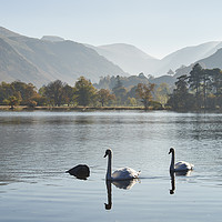 Buy canvas prints of Swans and autumnal colour. Ullswater, Cumbria, UK. by Liam Grant