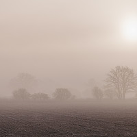 Buy canvas prints of Sun rising through fog above a row of trees. Norfo by Liam Grant