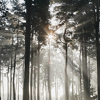 Buy canvas prints of Sunlight burning through mist in a dense woodland. by Liam Grant
