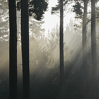 Buy canvas prints of Sunlight burning through mist in a dense woodland. by Liam Grant