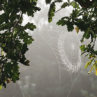 Buy canvas prints of Dew covered cobweb on an oak tree in fog. Norfolk, by Liam Grant