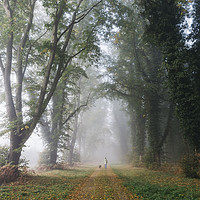 Buy canvas prints of Female walking her dog in early morning fog betwee by Liam Grant