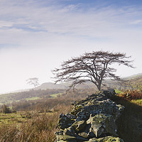 Buy canvas prints of Tree and rising cloud. Cumbria, UK. by Liam Grant