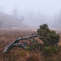 Buy canvas prints of Tree in the fog. Tarn Hows, Cumbria, UK. by Liam Grant