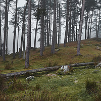 Buy canvas prints of Trees in the fog. Tarn Hows, Cumbria, UK. by Liam Grant