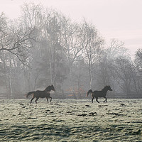 Buy canvas prints of Early morning light on two horses in a frost cover by Liam Grant