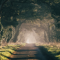 Buy canvas prints of Sunrise light on a tree lined rural road. Norfolk, by Liam Grant