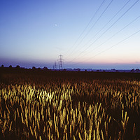 Buy canvas prints of Wheat field and electricity pylon lit by torch lig by Liam Grant