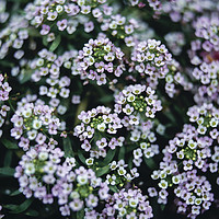 Buy canvas prints of Detail of tiny white flowers growing in an english by Liam Grant